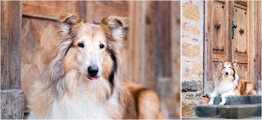 Hundefotos in Dresden von Langhaar Colli in der Stadt