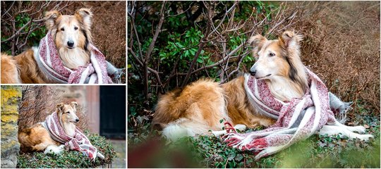Hundefotos in Dresden von Langhaar Colli Hundeoma