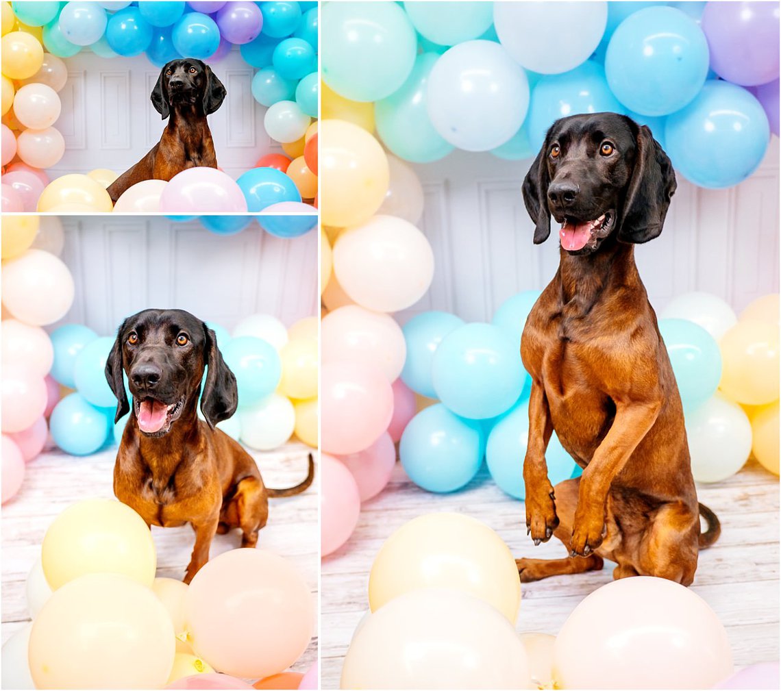 Hundefotos in Sachsen von Bayerischer Gebirgsschweißhund mit Luftballons