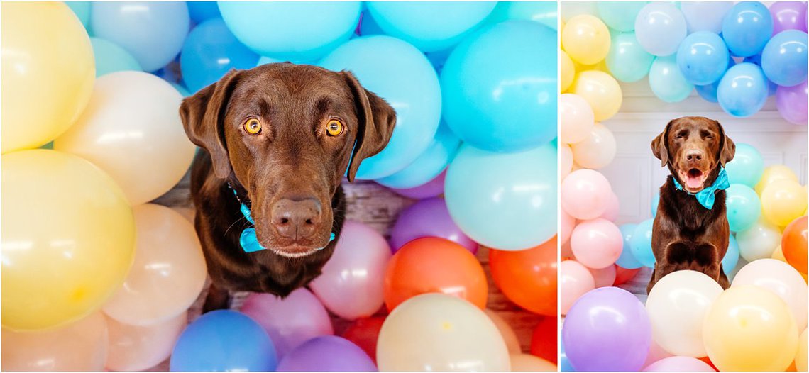 außergewöhnliche Hundefotos in Dresden von Labrador mit Luftballons