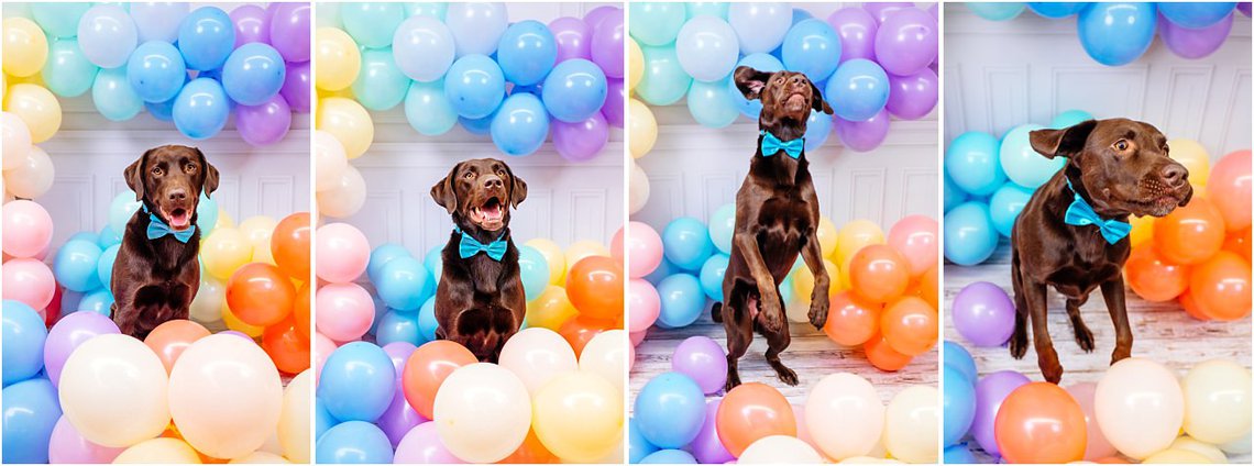 Hundefotos in Dresden von Labrador mit Luftballons