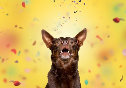 Hundefotos Dresden Lustige Gute Laune Fotos von Hunden im Studio mit bunten Hintergründen