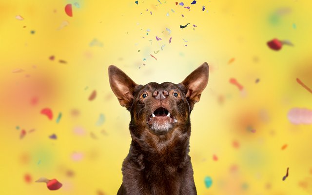 Hundefotos Dresden Lustige Gute Laune Fotos von Hunden im Studio mit bunten Hintergründen