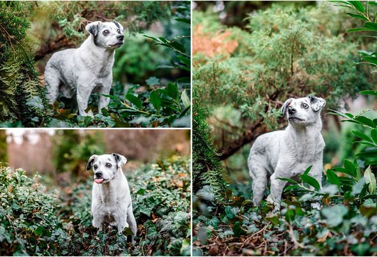 Mischling bei Hundefotoshoot in Dresden