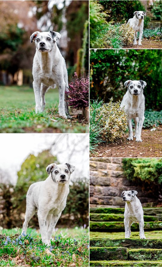 Mischling bei Hundefotoshoot für graue Schnauzen in Dresden