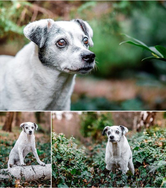 Hundeopa Mischling bei Fotoshoot in Dresden