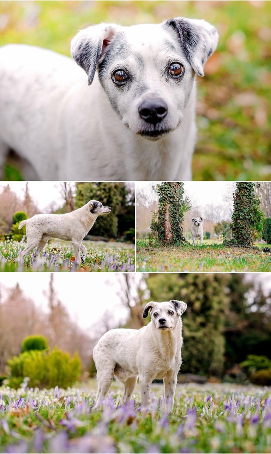 Hundefotos von Mischlings Hundeopa in Dresden