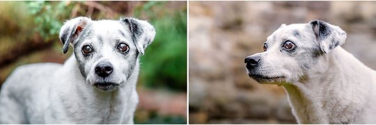 Mischling bei Hundefotoshoot in Dresden