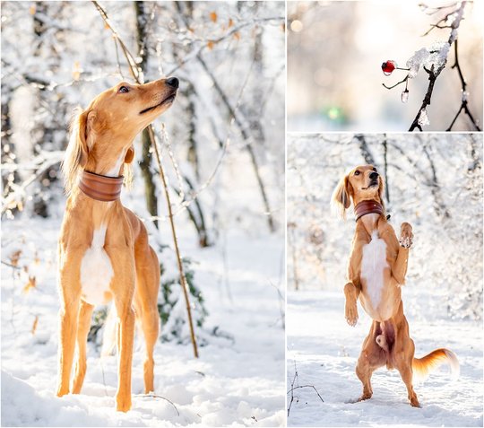 Saluki Windhund Hundefotos im Winter in Dresden
