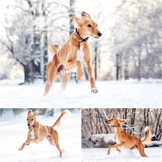 Saluki Windhund rennt im Schnee bei Winterfotoshoot in Dresden