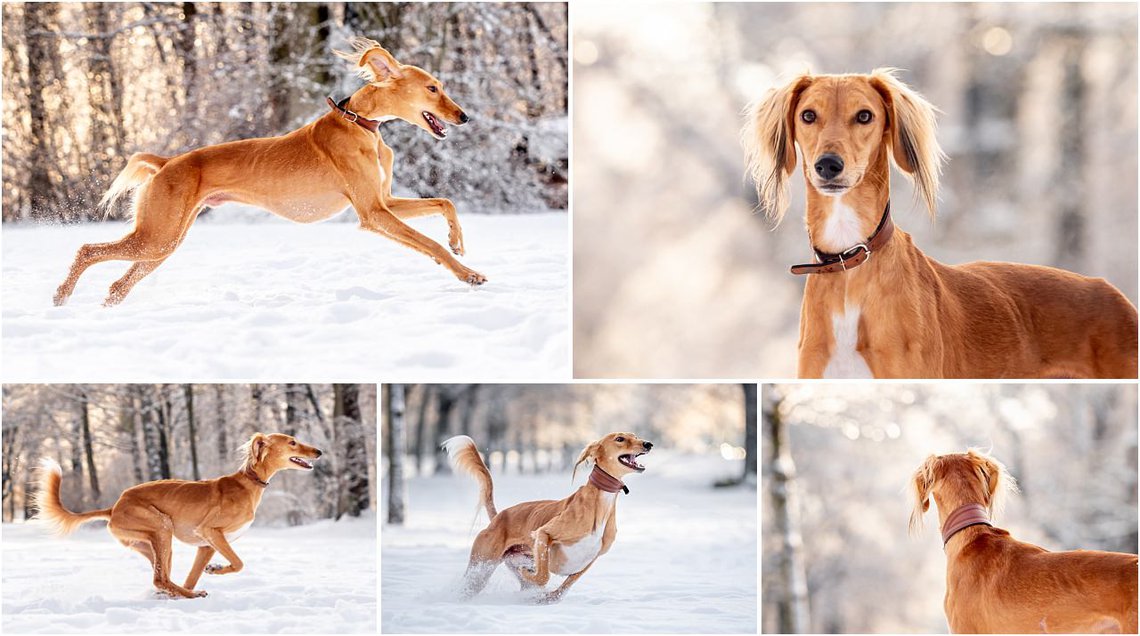 Saluki Windhund rennt im Schnee bei Hundefotoshooting in Dresden