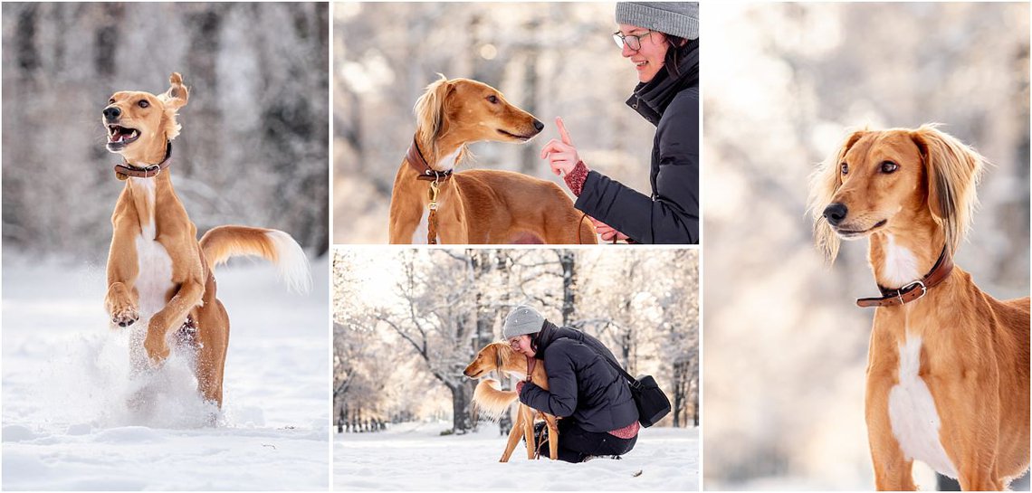Saluki Windhund im Schnee bei Hundefotoshooting in Dresden