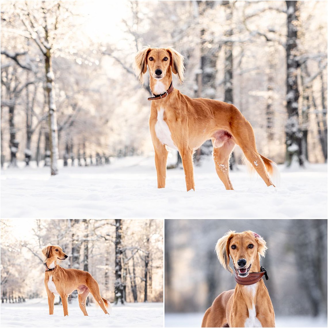 Saluki Windhund Hundefotos im Winter in Dresden