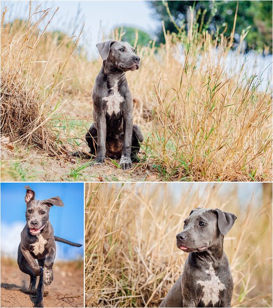 Staffordshire Welpe beim Hundefotoshooting in Sachsen