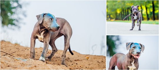 bunter Staffordshire Welpe beim Hundefotoshooting in Sachsen