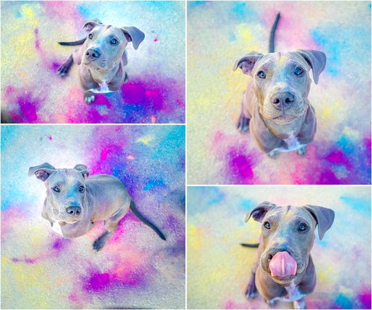 bunter Staffordshire Welpe mit Holifarben beim Hundefotoshooting in Dresden