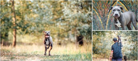 Staffordshire Welpe beim Hundefotoshooting in Sachsen
