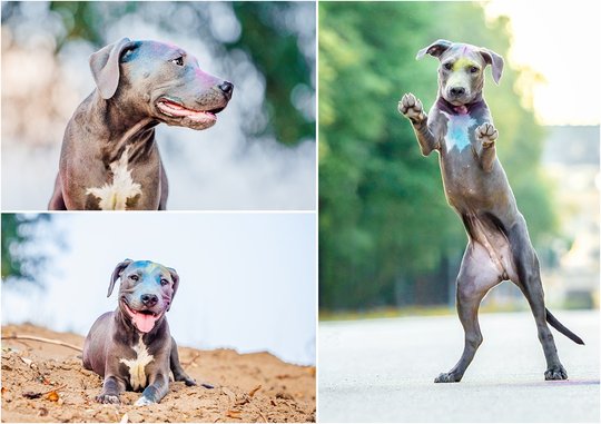 bunter Staffordshire Welpe mit Holifarben beim Hundefotoshooting in Sachsen