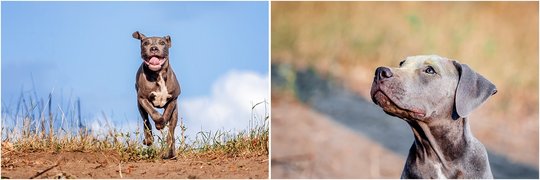 Staffordshire Welpe beim Hundefotoshooting in Sachsen