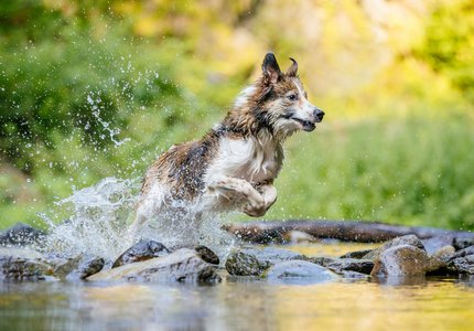 Border Collie springt durchs Wasser bei Hundefotoshooting in Freital
