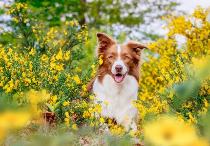 Border Collie Portrait im gelben Ginster in Sachsen