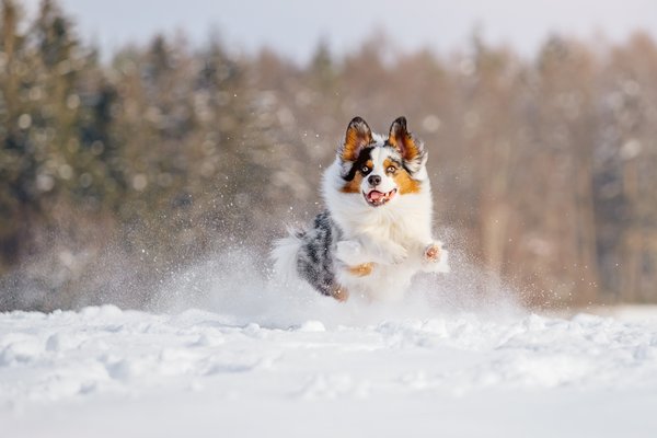 Australian Shepherd Action Hundefoto im Schnee in Dresden