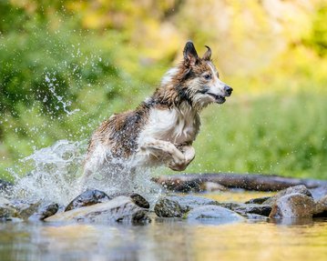 Border Collie springt durchs Wasser bei Hundefotoshooting in Freital