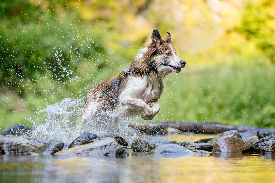 Border Collie springt durchs Wasser bei Hundefotoshooting in Freital