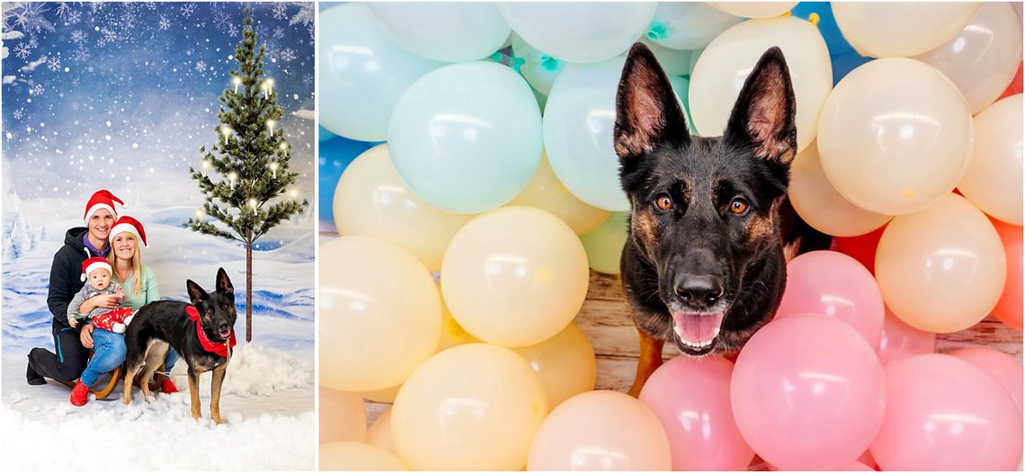 Hundefotos Dresden Weihnachtsfoto mit Schäferhund und Schlitten sowie Luftballons