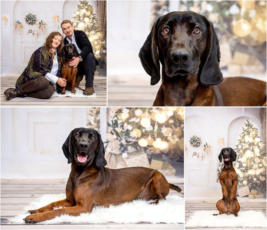 Weihnachtsfotos Bayerischer Gebirgsschweißhund vom Hundefotograf Dresden
