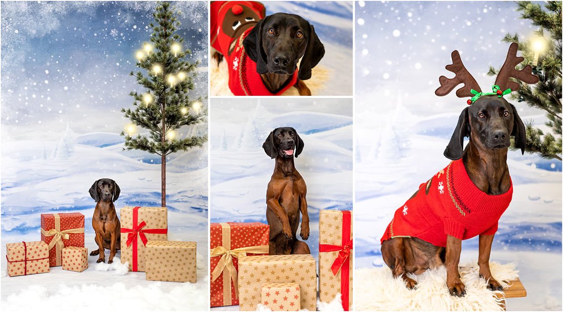 Weihnachtsfotos Bayerischer Gebirgsschweißhund im Fotostudio für Hundefotos Dresden