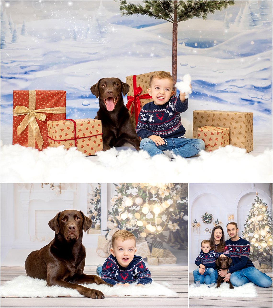 Weihnachtshundefoto mit Labrador und Hundebesitzer in Dresden