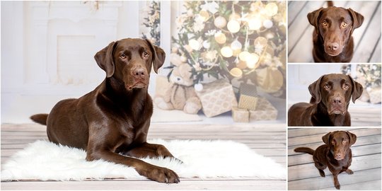 Weihnachtshundefoto mit Labrador in Sachsen