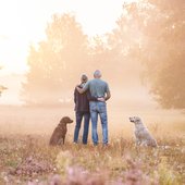 Hundefotos Dresdner Heide Golden Retriever Chesapeake Bay Retriever-001