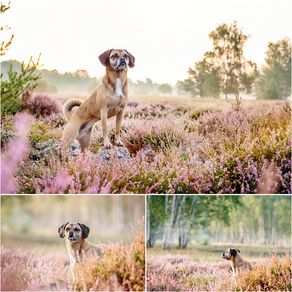 Hundefotos von Puggle Hündin in Dresdner Heide in Sachsen