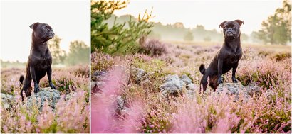 Hundefotos von Mops in Dresdner Heide in Sachsen