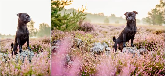 Hundefotos von Mops in Dresdner Heide in Sachsen