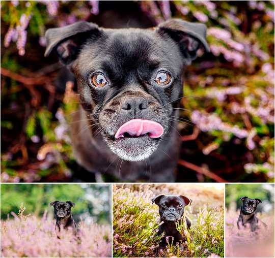 Hundefotos von Mops in Dresdner Heide in Sachsen