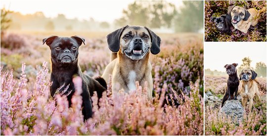 Hundefotoshooting in Dresdner Heide mit Puggle und Mops