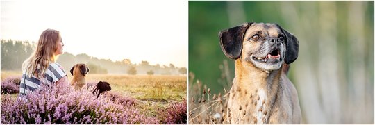 Hundefotos von Mops Puggle und Frauchen in Dresdner Heide in Sachsen