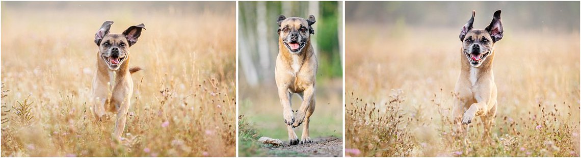 Hundeactionfotos von Puggle Hündin