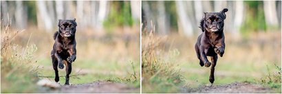 Hundeactionfotos von Mops