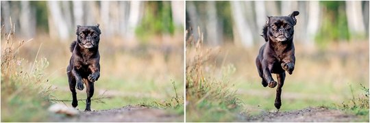Hundeactionfotos von Mops