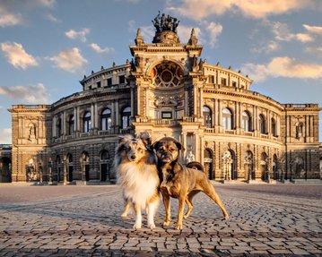 Sheltie Rüde und Rassmo Hündin im Morgenlicht vor Semper Oper Dresden