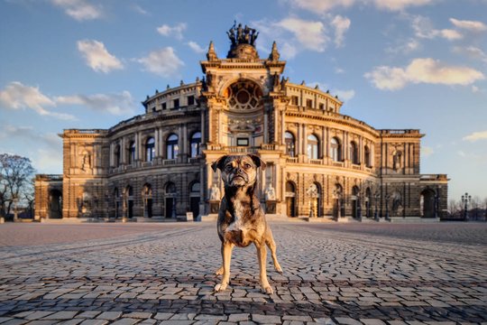 Jack Russell und Mops Mischling vor der Semper Oper Dresden