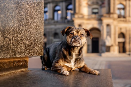 Jack Russell und Mops Mischling in der Dresdner Innenstadt