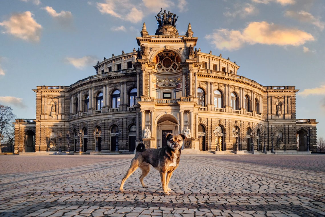 Jack Russell und Mops Mischling vor der Semper Oper Dresden