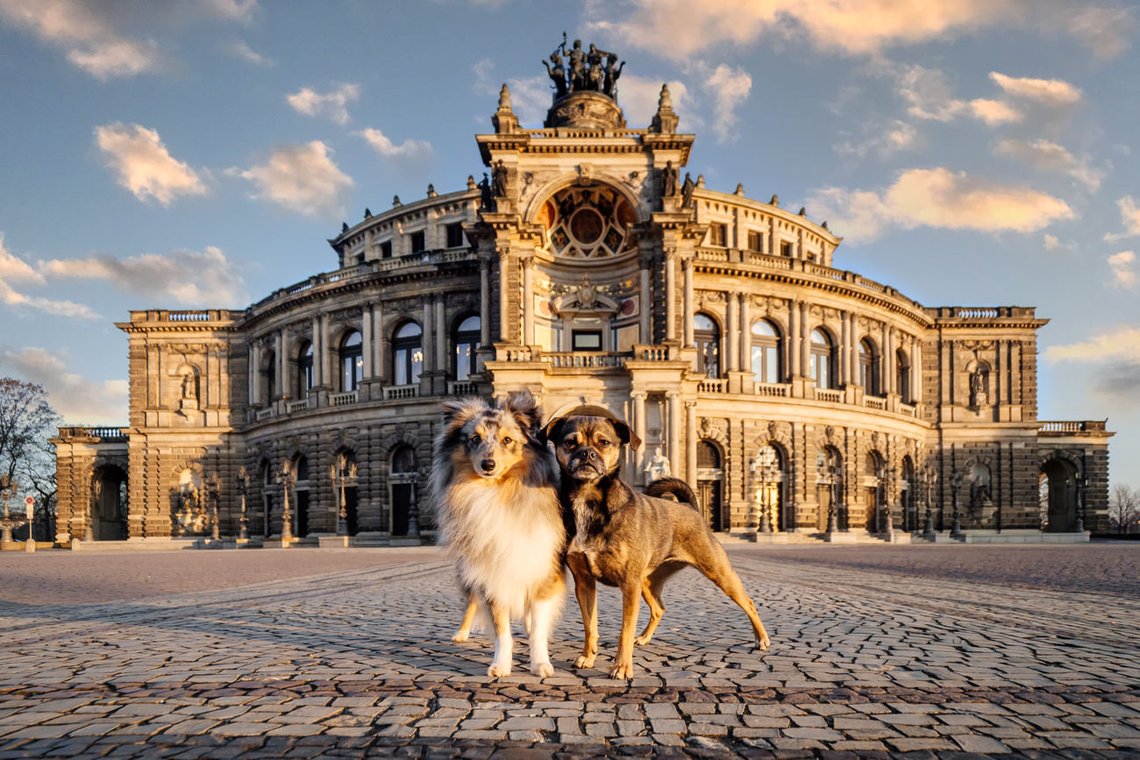 Sheltie Rüde und Rassmo Hündin im Morgenlicht vor Semper Oper Dresden