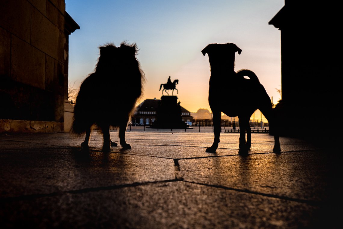 Hundefotos Sonnenaufgang Dresdner Altstadt-001.jpg