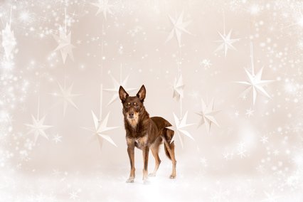 Hundefotos für Weihnachten in Sachsen-001.jpg